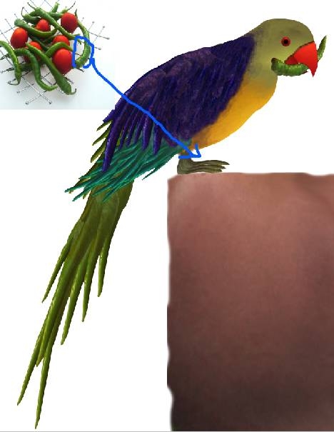 Creation of Parrot: Step 3